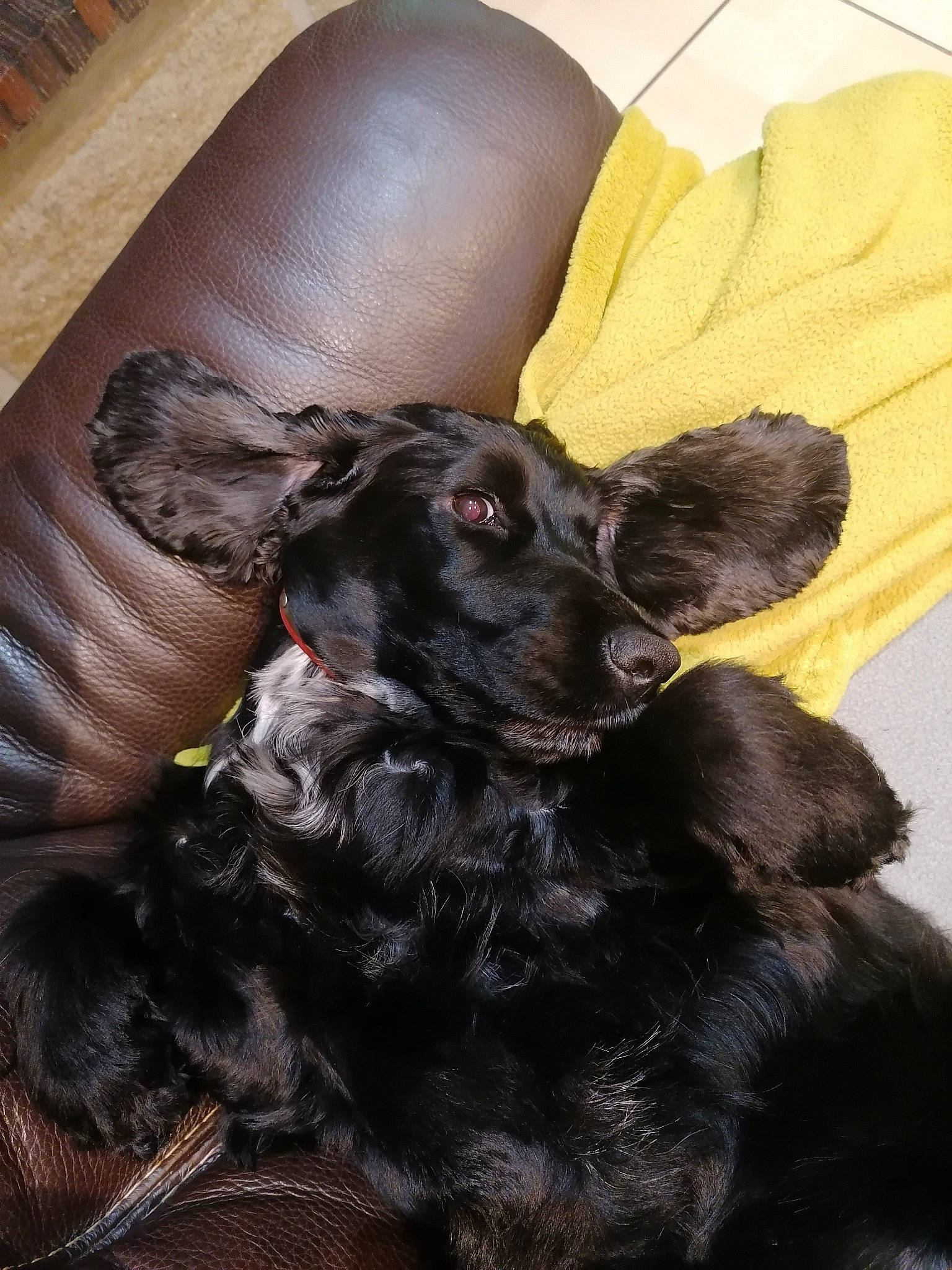 Latika participe au concours pour gagner de l'argent avec cette photo : black, brown, canidae, carnivore, comfort, companion_dog, dog, dog_breed, fawn, fur, liver, pet_supply, puppy, skin, snout, sporting_group, terrestrial_animal, vertebrate, working_animal, working_dog