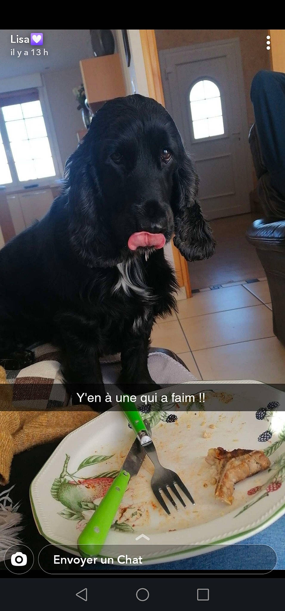 Latika participe au concours pour gagner de l'argent avec cette photo : carnivore, collar, cutlery, daylighting, dishware, dog, dog_breed, fish, fork, fur, gun_dog, kitchen_knife, kitchen_utensil, knife, pet_supply, plate, snout, sporting_group, vertebrate, working_animal