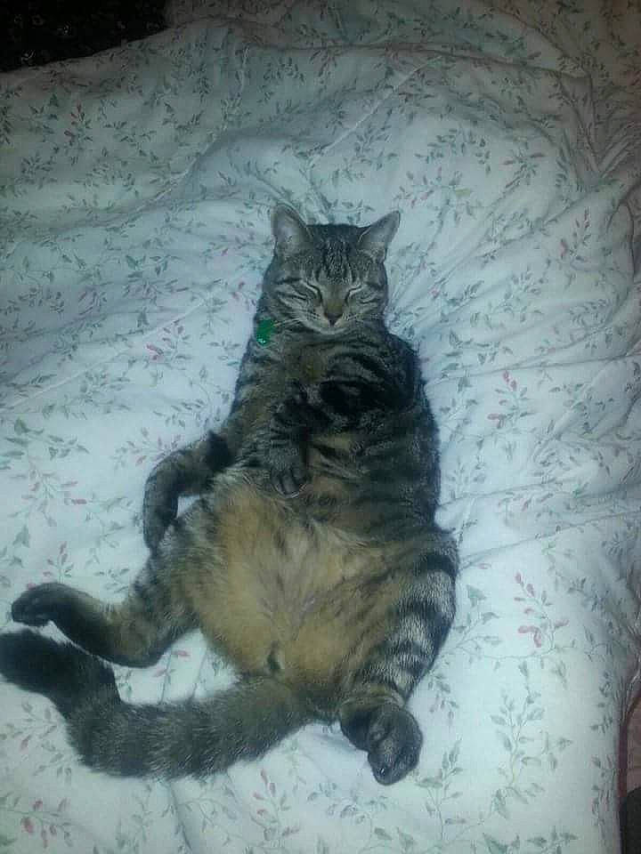 Jameson joined the competition — help win amazing prizes! carnivore, cat, claw, comfort, domestic_short_haired_cat, felidae, flooring, fur, grey, paw, small_to_medium_sized_cats, tail, terrestrial_animal, whiskers