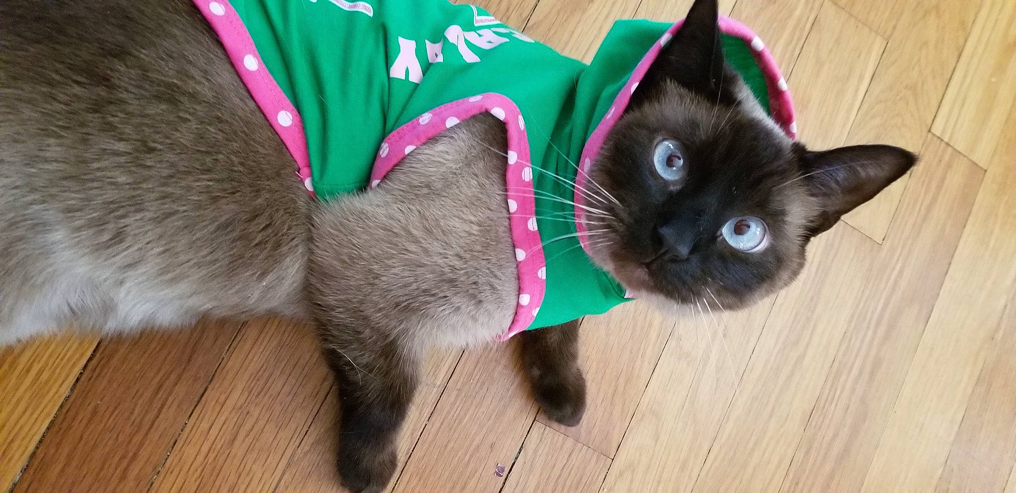 Cocoa joined the competition — help win amazing prizes! black_cat, carnivore, cat, cat_toy, collar, dog_breed, domestic_short_haired_cat, event, fawn, felidae, flooring, fur, green, hardwood, hat, small_to_medium_sized_cats, snout, tail, whiskers, wood