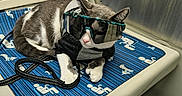 Keon joined the competition — help win amazing prizes! cat, tuxedo_cat, sunglasses, pet, animal, seated, subway, train, public_transport, blue_seat, leash, collar, black_and_white, furry, indoors, portrait, fashion, funny, relaxed, commuting