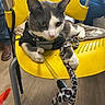 cat, tuxedo_cat, pet, animal, harness, leash, yellow_chair, indoor, sitting, lying_down, black_and_white, whiskers, ears, eyes, portrait, cute, serious_expression, leopard_print, furniture, wooden_floor