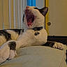 Keon is registered to the contest to win money with this photo: cat, yawning, black_and_white, pet, feline, animal, collar, bell, whiskers, open_mouth, teeth, tongue, paws, lying_down, cushion, indoors, home, window, curtains, funny