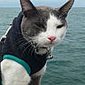 Keon joined the competition — help win amazing prizes! cat, tuxedo_cat, pet, animal, harness, collar, bell, standing, outdoor, seaside, ocean, water, platform, pier, gray_fur, white_fur, pink_nose, whiskers, portrait, vertical_photo
