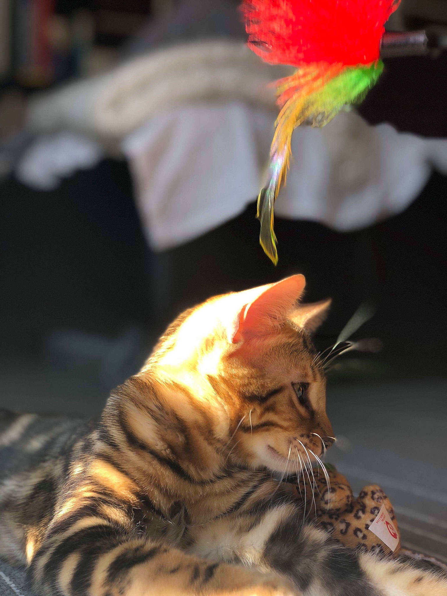 Oslo a rejoint le concours — aidez-le/la à gagner de superbes lots ! carnivoran, cat, cat_like_mammal, claw, kitten, mammal, small_to_medium_sized_cats, snout, toyger, vertebrate, whiskers