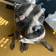 Chyna joined the competition — help win amazing prizes! dog, pet, indoor, carpet, yellow, sunlight, shadow, brown, white, animal, cute, sitting, looking_up, floor, domestic_animal, portrait, nose, ears, eyes, expression