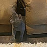Hye is registered to the contest to win money with this photo: animal, brown_cushions, couch, cozy, curious, cute, domestic_cat, exploration, feline, flooring, furniture, gray_cat, home, indoor, kitten, pet, rug, small_cat, wooden_floor, young_cat