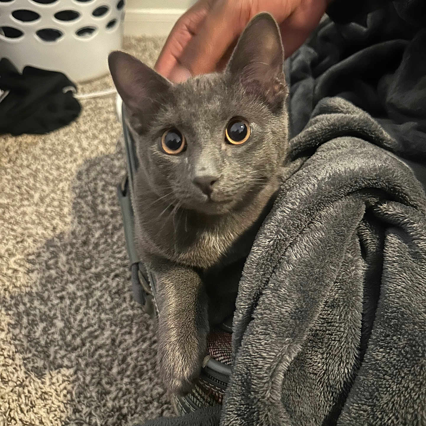 Hye joined the competition — help win amazing prizes! animal, blanket, carpet, cat, comfort, cozy, curious, cute, domestic, feline, fur, gray_cat, hand, home, indoor, kitten, laundry_basket, pet, resting, soft_texture