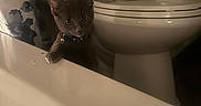 Hye is registered to the contest to win money with this photo: animal, bathroom, bathtub, cat, collar, curiosity, curious, cute, domestic_animal, feline, gray_cat, home, indoor, kitten, night, pet, shadow, small, toilet, towel