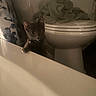 animal, bathroom, bathtub, cat, collar, curiosity, curious, cute, domestic_animal, feline, gray_cat, home, indoor, kitten, night, pet, shadow, small, toilet, towel