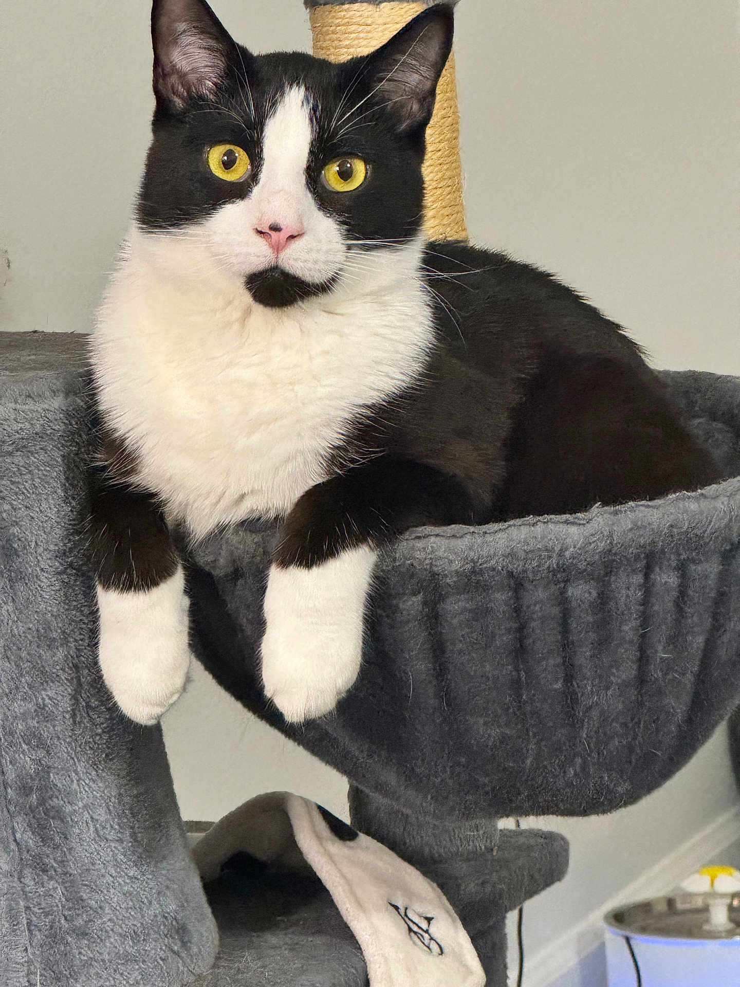 Inky is registered to the contest to win money with this photo: cat, tuxedo_cat, pet, indoor, cat_tree, yellow_eyes, white_paws, black_and_white, feline, portrait, fur, whiskers, paw, relaxed, pet_bed, home_interior, scratching_post, curious, looking_at_camera, cozy