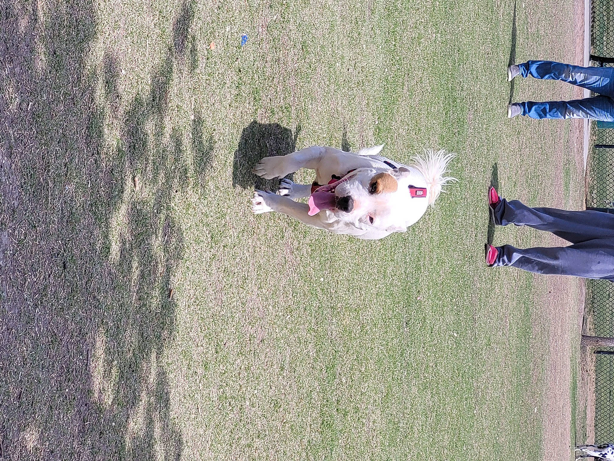 Sooner is registered to the contest to win money with this photo: canidae, carnivore, concrete, dog, dog_breed, flooring, fun, grass, landscape, plant, soil, sporting_group, toddler, tree