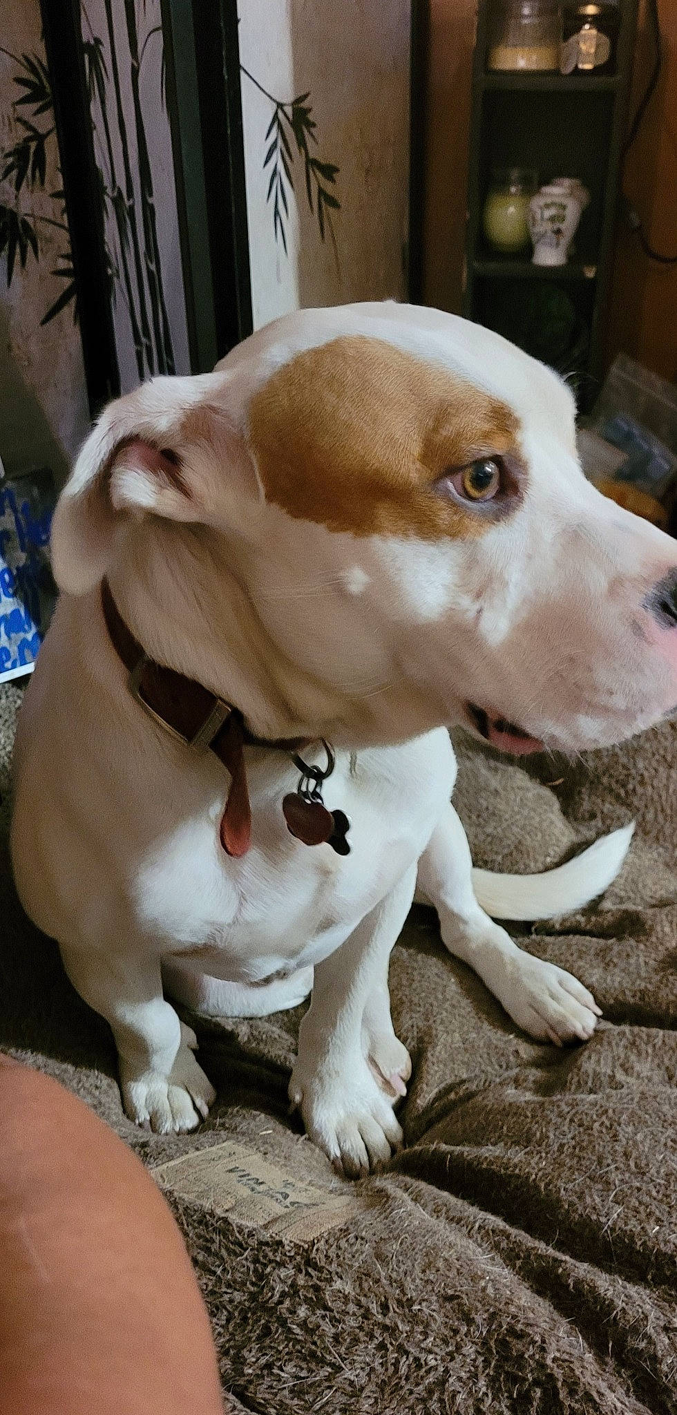 Sooner is registered to the contest to win money with this photo: ancient_dog_breeds, canidae, carnivore, collar, companion_dog, dog, dog_breed, dog_collar, dog_supply, fawn, hunting_dog, non_sporting_group, pet_supply, plant, snout, sporting_group, tail, whiskers, working_animal, working_dog