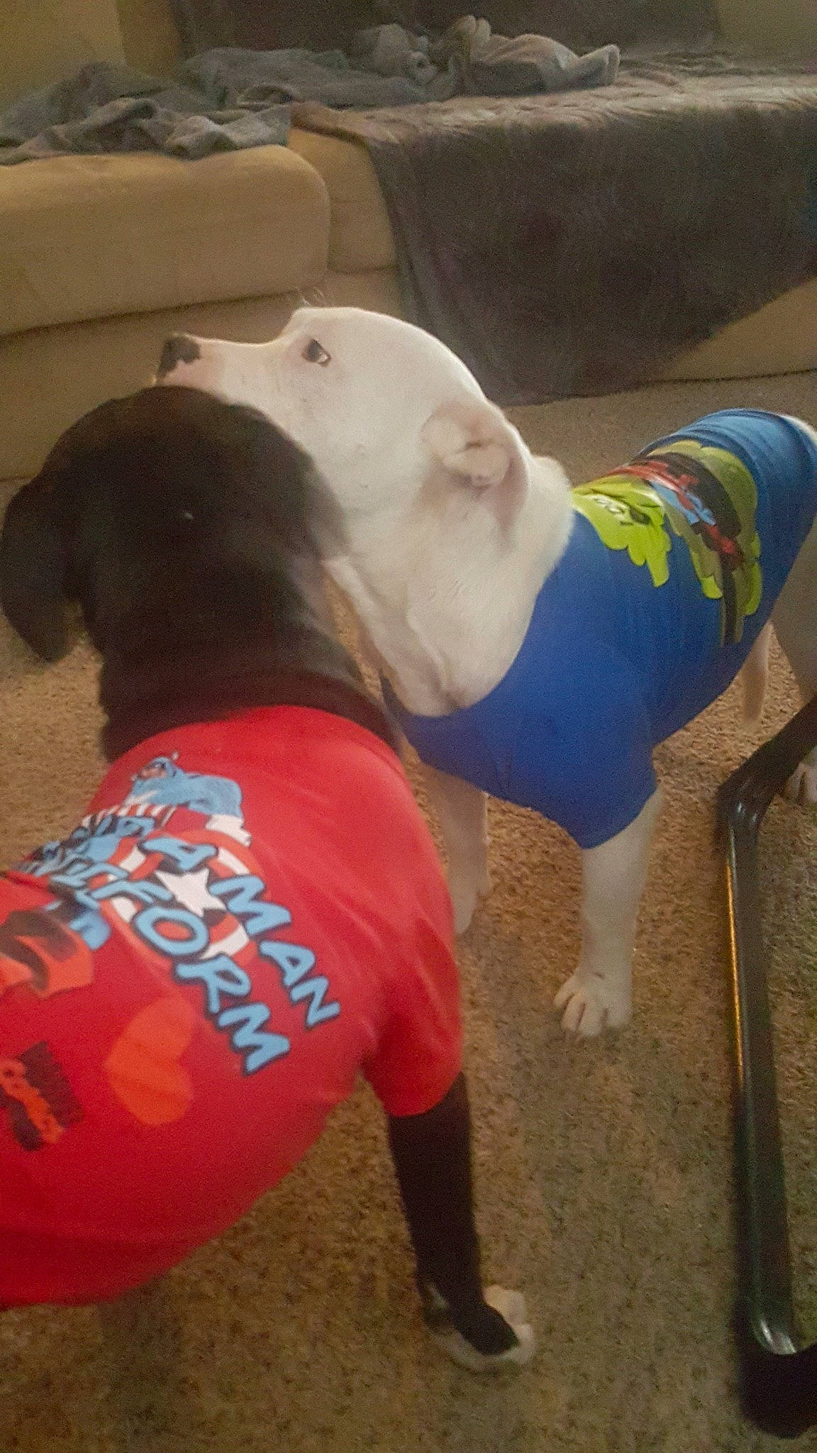 Sooner joined the competition — help win amazing prizes! adventure, canidae, carnivore, collar, companion_dog, dog, dog_breed, dog_clothes, dog_collar, dog_supply, fashion_accessory, fawn, fur, leash, personal_protective_equipment, pet_supply, snout, sporting_group, tail, working_animal