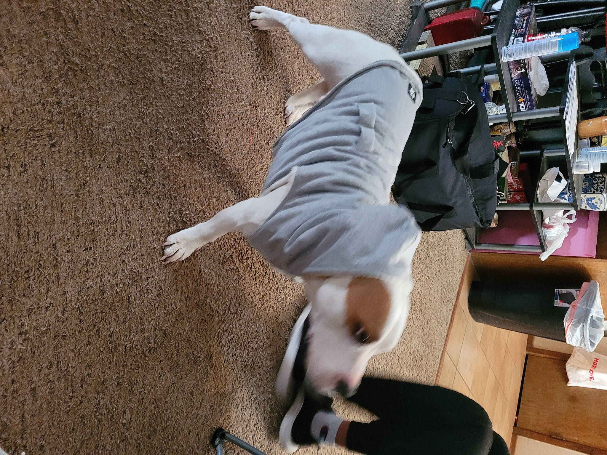 Sooner joined the competition — help win amazing prizes! balance, companion_dog, desk, dog_breed, flooring, fun, fur, human_leg, physical_fitness, room, shelf, sock, sporting_group, sportswear, table, tail