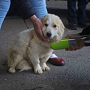 Lucky participe au concours pour gagner de l'argent avec cette photo : accessories, animal, ball, canine, clothing, dog, eskimodog, face, footwear, head, leash, pants, person, pet, photography, portrait, puppy, shoe, sport, strap