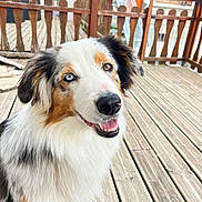 Hayley a rejoint le concours — aidez-le/la à gagner de superbes lots ! dog, australian_shepherd, heterochromia, smiling, pet, outdoor, wooden_deck, fence, fur, canine, happy, animal, portrait, closeup, tongue, ears, eyes, nature, companionship, domestic_animal