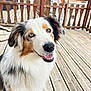 dog, australian_shepherd, heterochromia, smiling, pet, outdoor, wooden_deck, fence, fur, canine, happy, animal, portrait, closeup, tongue, ears, eyes, nature, companionship, domestic_animal