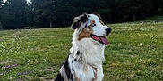 Hayley a rejoint le concours — aidez-le/la à gagner de superbes lots ! animal, canine, collie, conifer, dog, field, fir, grass, grassland, grove, husky, land, nature, outdoors, park, pet, plant, tree, vegetation, woodland