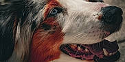 Kinaï a rejoint le concours — aidez-le/la à gagner de superbes lots ! animal, bodypart, canine, cockerspaniel, collie, dog, flagstone, hound, husky, mouth, papillon, path, person, pet, puppy, snout, teeth, terrier, tongue, walkway