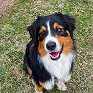 Kinaï participe au concours pour gagner de l'argent avec cette photo : dog, tricolor, outdoor, grass, happy, pet, animal, canine, smiling, fur, ears, nose, mouth, sitting, nature, friendly, companion, cute, playful, portrait
