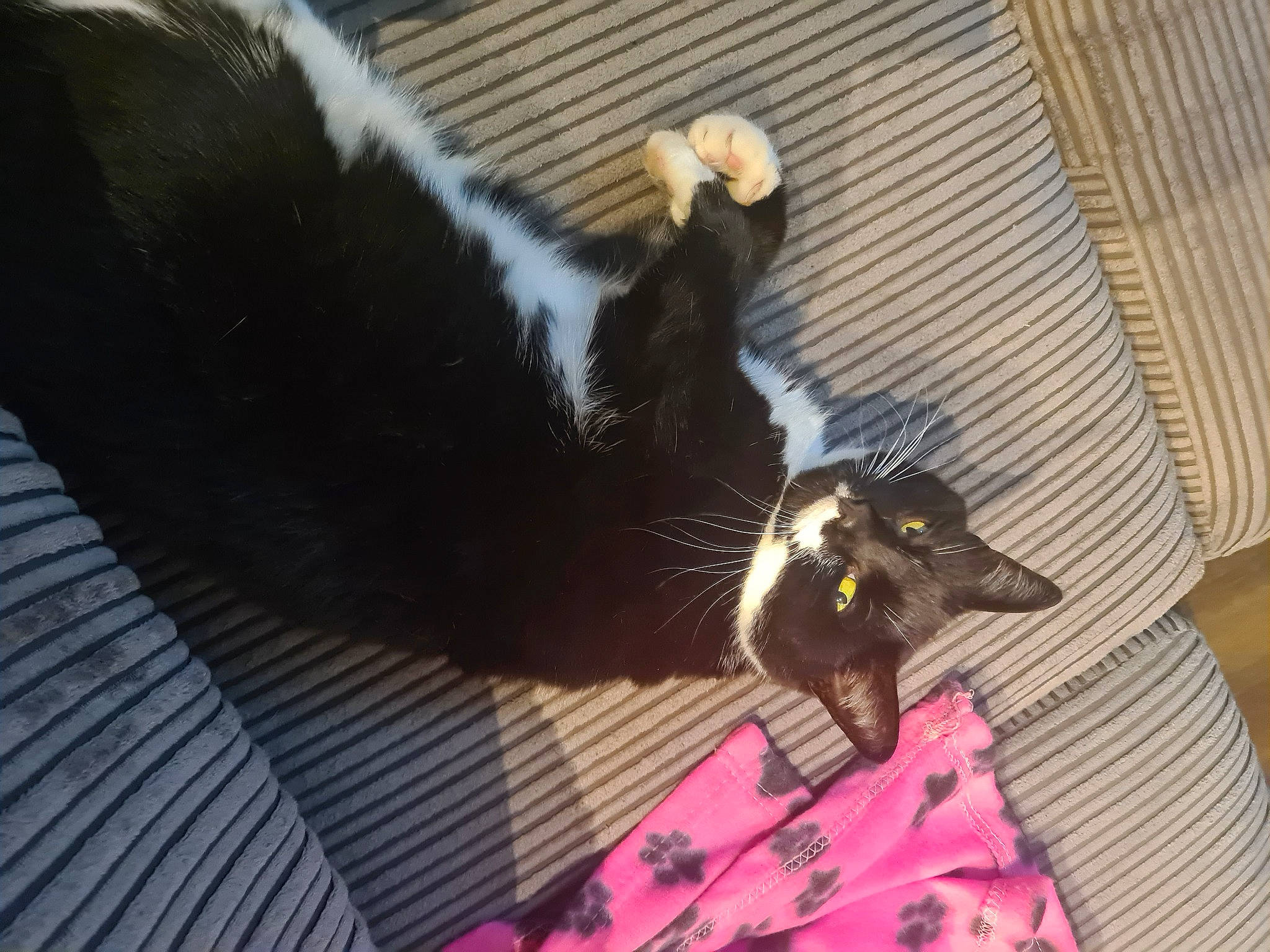 Pickles joined the competition — help win amazing prizes! black_cat, canidae, carnivore, cat, claw, comfort, dog_breed, domestic_short_haired_cat, felidae, flooring, foot, fur, magenta, paw, small_to_medium_sized_cats, snout, sporting_group, tail, whiskers, window