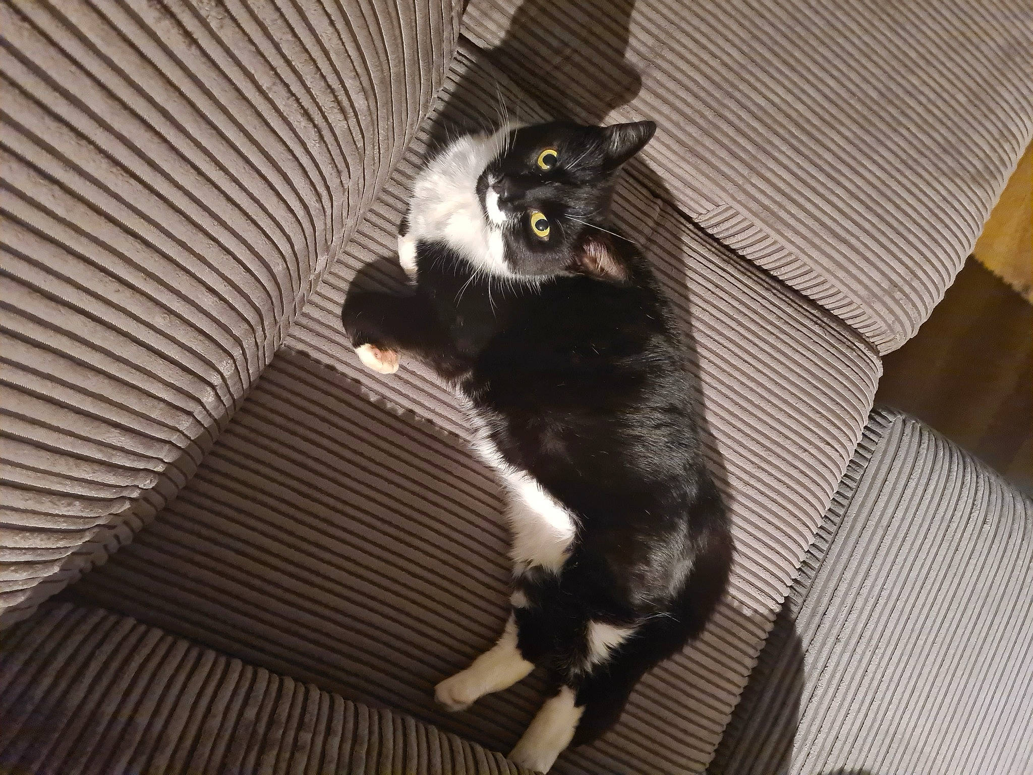 Pickles is registered to the contest to win money with this photo: black_cat, carnivore, cat, claw, comfort, domestic_short_haired_cat, felidae, flooring, fur, grey, hardwood, monochrome_photography, paw, room, sitting, small_to_medium_sized_cats, tail, terrestrial_animal, whiskers, wood