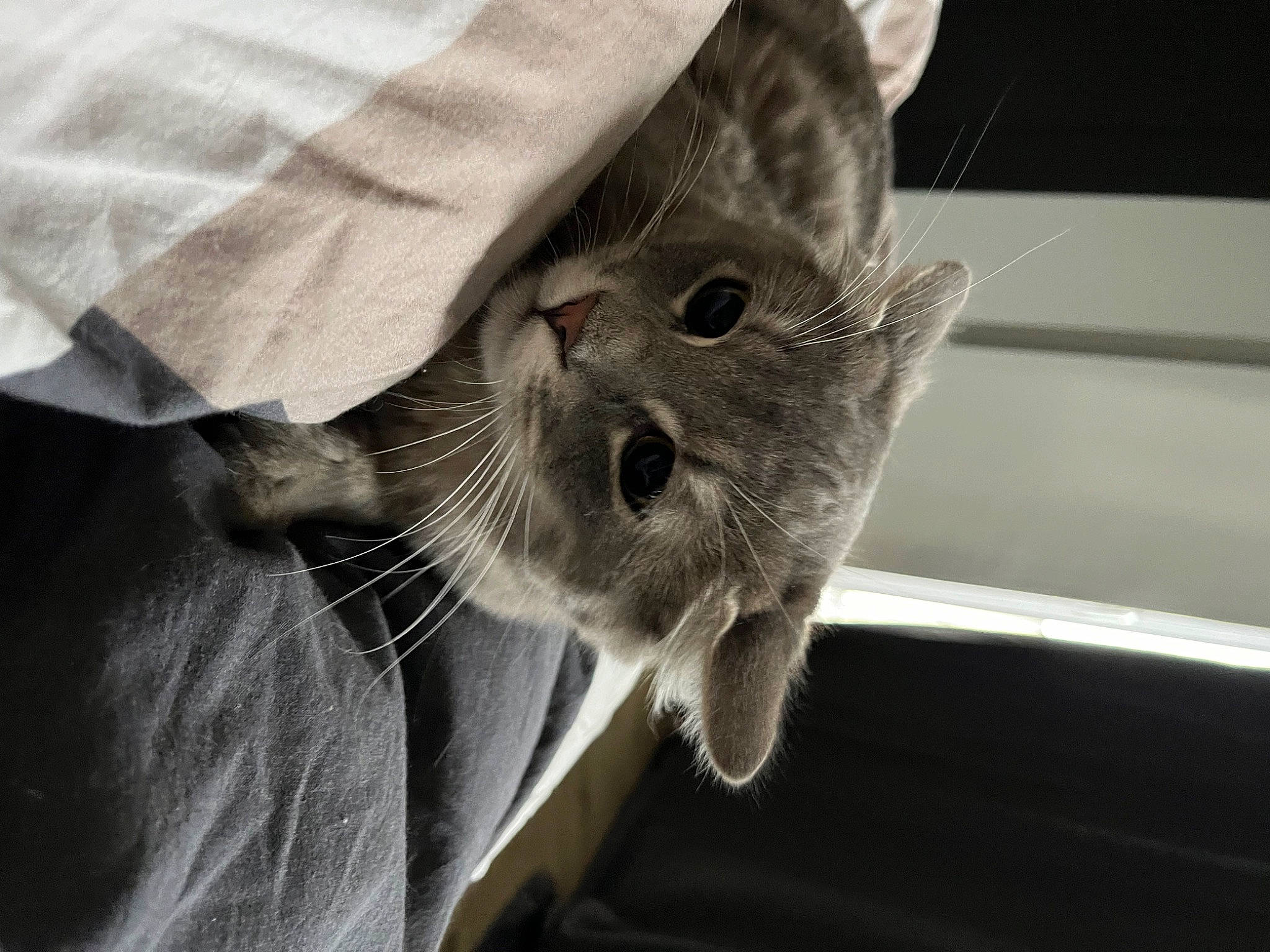 Oignon participe au concours pour gagner de l'argent avec cette photo : carnivore, cat, claw, comfort, domestic_short_haired_cat, ear, felidae, fur, grey, monochrome, monochrome_photography, paw, russian_blue, small_to_medium_sized_cats, snout, whiskers