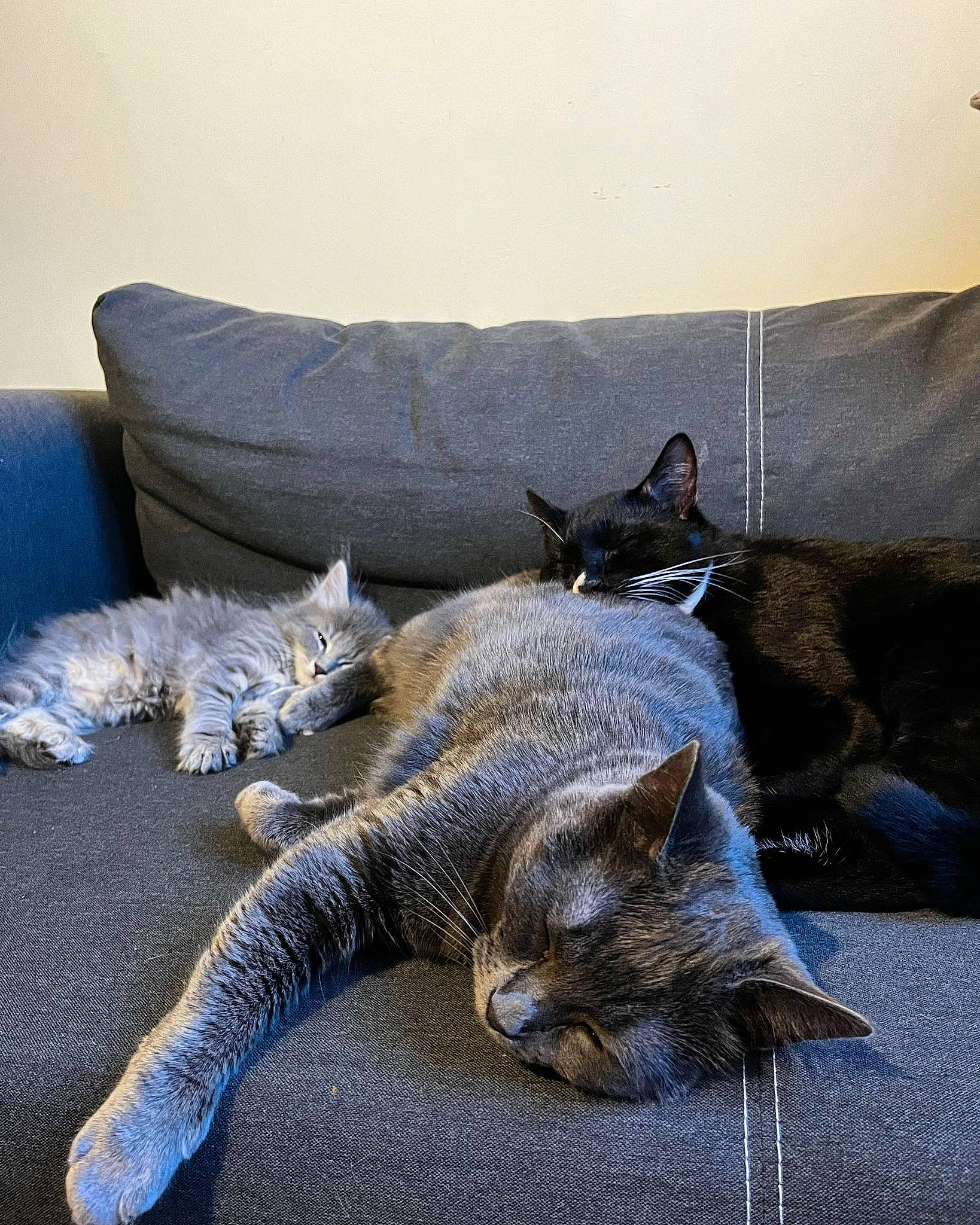 Oignon participe au concours pour gagner de l'argent avec cette photo : bed, bedding, carnivore, cat, comfort, couch, domestic_short_haired_cat, electric_blue, felidae, fur, grey, linens, nap, paw, room, small_to_medium_sized_cats, studio_couch, tail, whiskers, wood