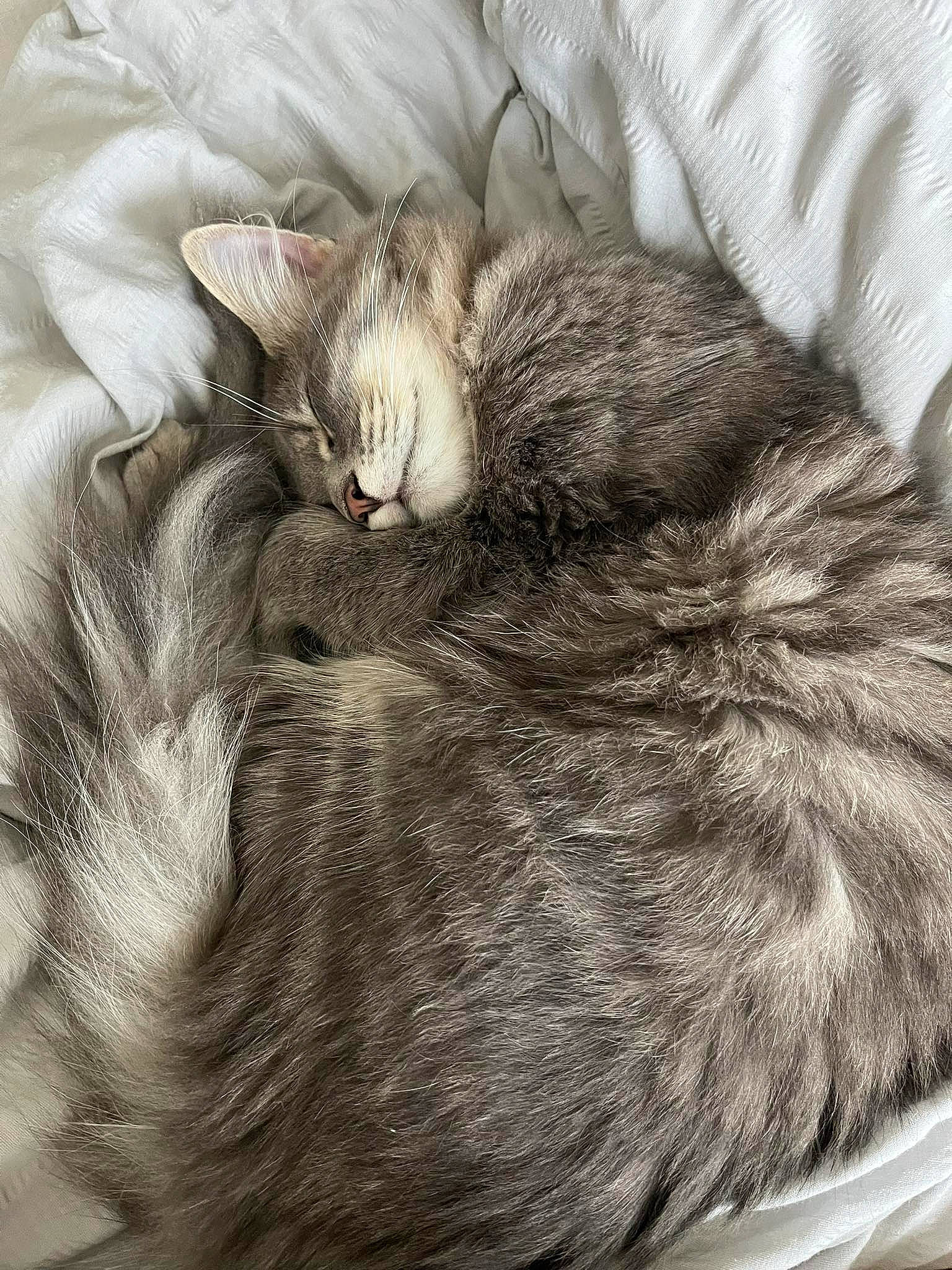 Oignon a rejoint le concours — aidez-le/la à gagner de superbes lots ! art, carnivore, cat, claw, comfort, domestic_short_haired_cat, felidae, fur, gesture, grey, nap, paw, sleep, small_to_medium_sized_cats, snout, tail, terrestrial_animal, whiskers