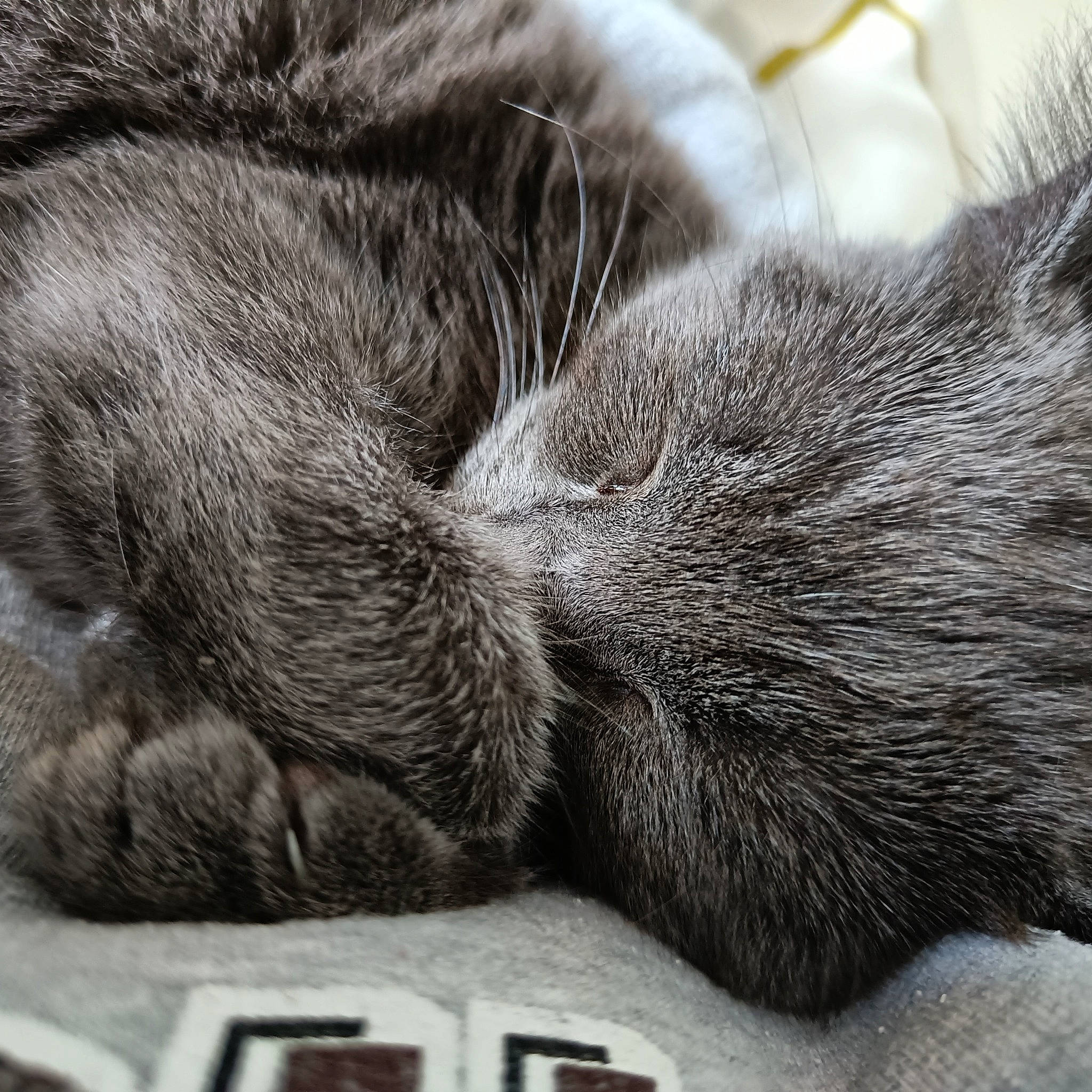 Ruby a rejoint le concours — aidez-le/la à gagner de superbes lots ! black, carnivore, cat, claw, comfort, domestic_short_haired_cat, felidae, flooring, fur, grey, monochrome, monochrome_photography, nap, paw, sleep, small_to_medium_sized_cats, snout, tail, whiskers, white