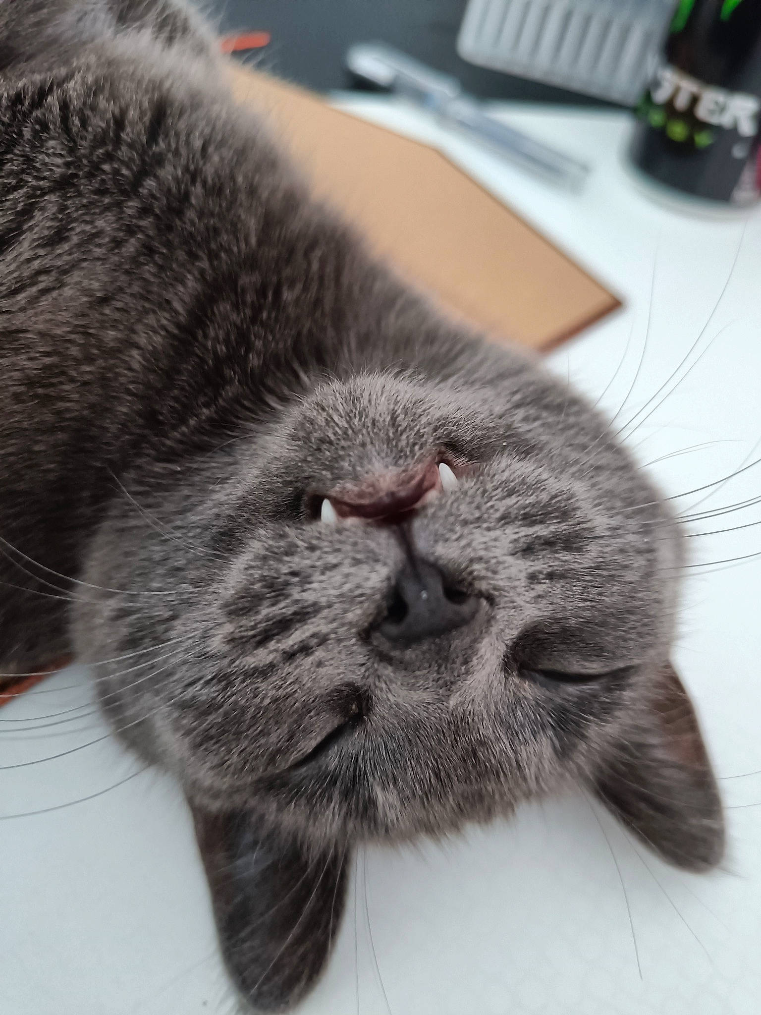 Ruby a rejoint le concours — aidez-le/la à gagner de superbes lots ! black_cat, carnivore, cat, claw, comfort, computer_keyboard, domestic_short_haired_cat, felidae, fur, grey, monochrome, monochrome_photography, nap, paw, sleep, small_to_medium_sized_cats, snout, tail, terrestrial_animal, whiskers