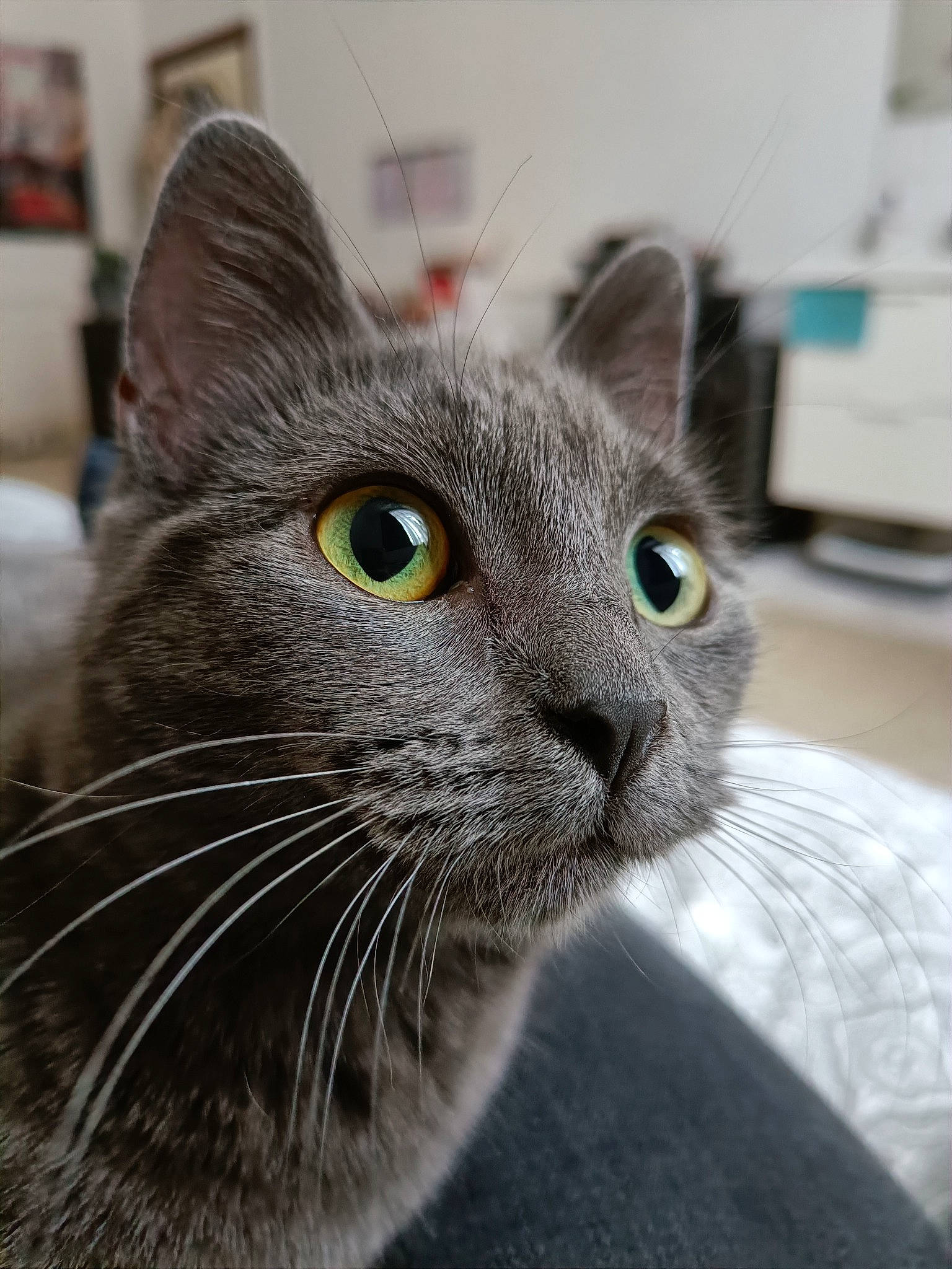 Ruby participe au concours pour gagner de l'argent avec cette photo : carnivore, cat, close_up, comfort, domestic_short_haired_cat, ear, felidae, fur, grey, russian_blue, small_to_medium_sized_cats, snout, terrestrial_animal, whiskers
