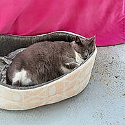 Minette a rejoint le concours — aidez-le/la à gagner de superbes lots ! cat, sleeping, pet_bed, gray_cat, white_fur, cozy, indoor, blanket, pink, floor, resting, cute, fur, animal, mammal, domestic, relaxation, soft, calm, quiet