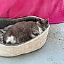 cat, sleeping, pet_bed, gray_cat, white_fur, cozy, indoor, blanket, pink, floor, resting, cute, fur, animal, mammal, domestic, relaxation, soft, calm, quiet