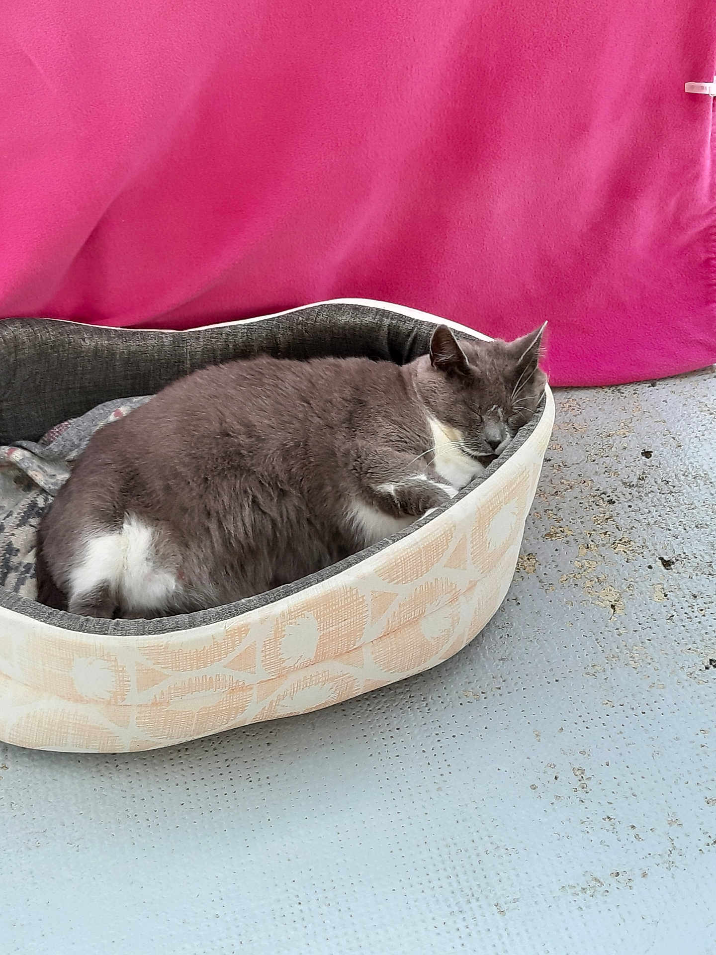 Minette