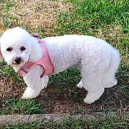 Rosalie participe au concours pour gagner de l'argent avec cette photo : dog, white_dog, small_dog, fluffy, curly_fur, pink_harness, outdoor, grass, lawn, pet, animal, canine, standing, portrait, looking_at_camera, cute, companion_animal, sunlight, pavement, park