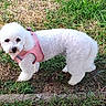 dog, white_dog, small_dog, fluffy, curly_fur, pink_harness, outdoor, grass, lawn, pet, animal, canine, standing, portrait, looking_at_camera, cute, companion_animal, sunlight, pavement, park
