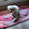 Rosalie a rejoint le concours — aidez-le/la à gagner de superbes lots ! dog, small_dog, white_fur, fluffy, pet, animal, indoors, rug, floral_rug, pink, window, floor, wood_floor, home, sitting, lying_down, portrait, cute, black_nose, natural_light