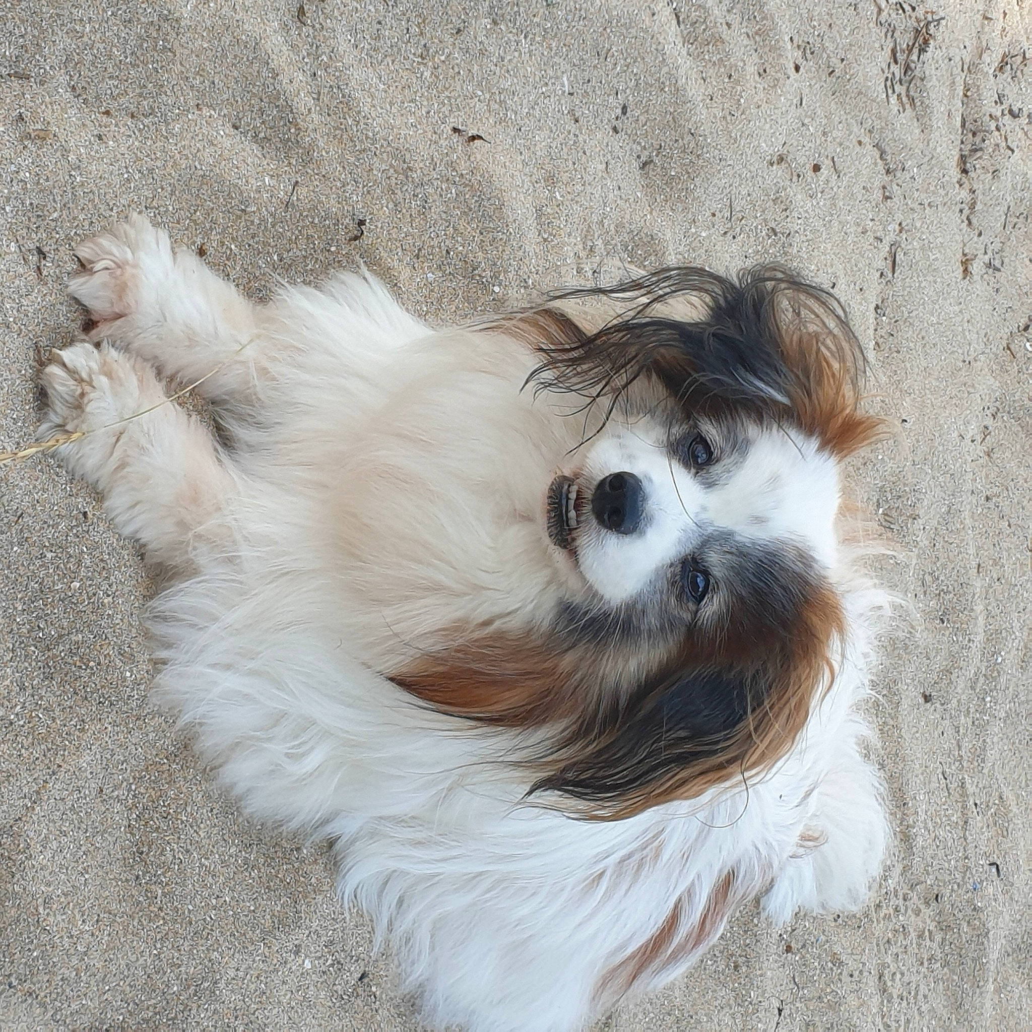 Eliott a rejoint le concours — aidez-le/la à gagner de superbes lots ! canidae, carnivore, companion_dog, dog, dog_breed, dog_supply, fawn, fur, mal_shi, maltepoo, non_sporting_group, puppy_love, shih_poo, small_terrier, sporting_group, terrestrial_animal, terrier, toy_dog, whiskers, working_animal