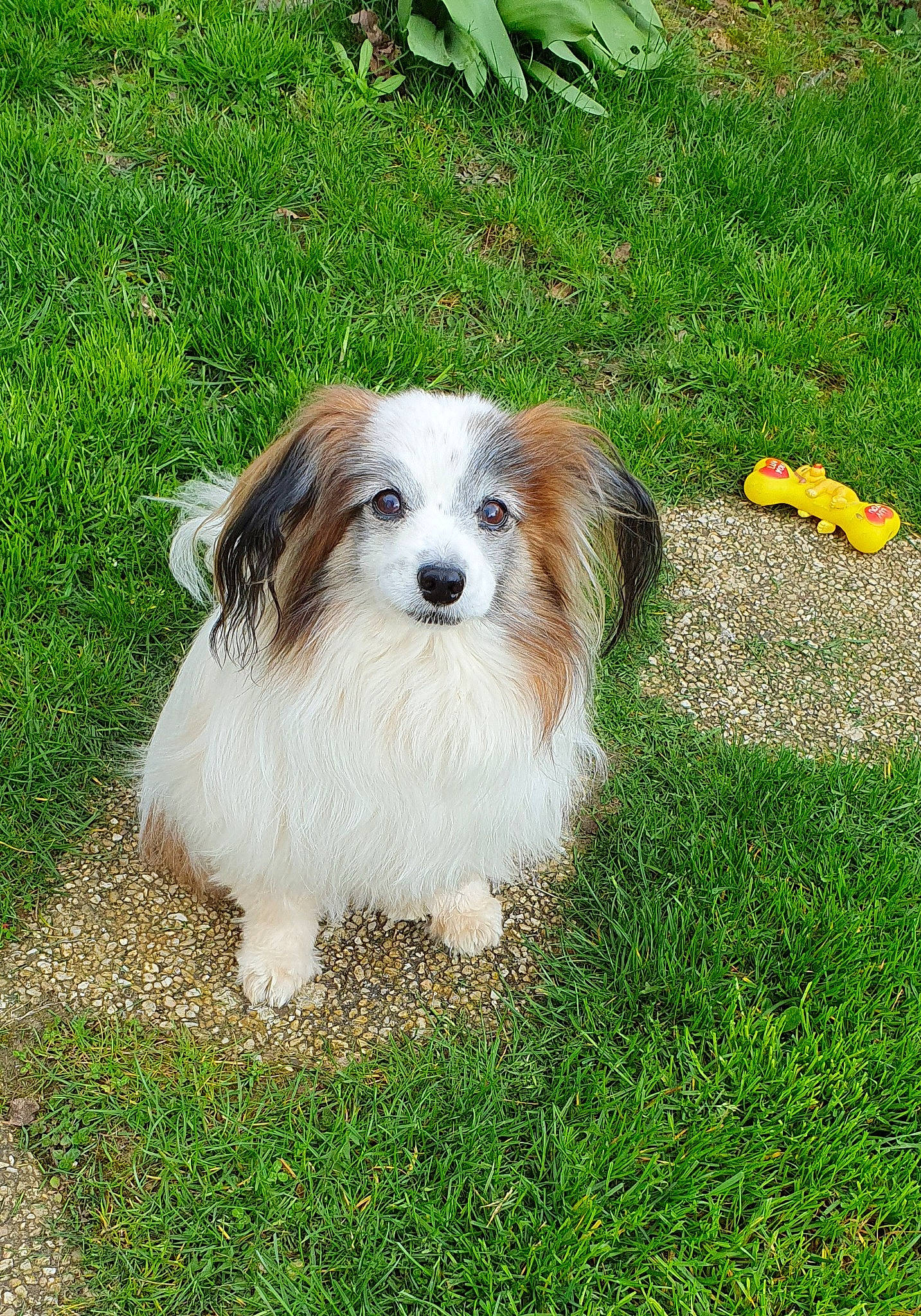 Eliott participe au concours pour gagner de l'argent avec cette photo : canidae, carnivore, companion_dog, dog, dog_breed, fur, grass, groundcover, herding_dog, plant, snout, sporting_group, terrestrial_animal, toy_dog, whiskers, working_animal, working_dog