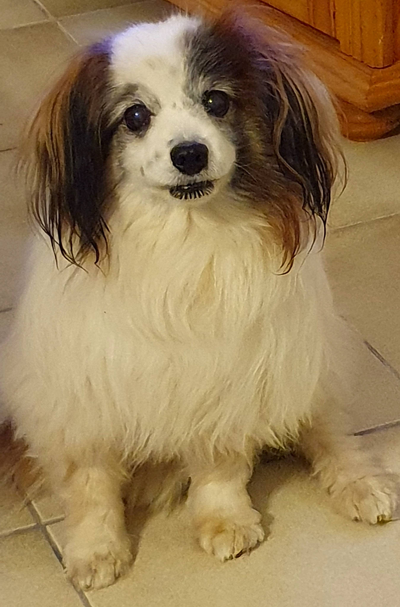 Eliott participe au concours pour gagner de l'argent avec cette photo : cabinetry, canidae, carnivore, companion_dog, dog, dog_breed, dog_supply, drawer, fur, hardwood, non_sporting_group, puppy, snout, sporting_group, toy_dog, whiskers, wood, working_animal