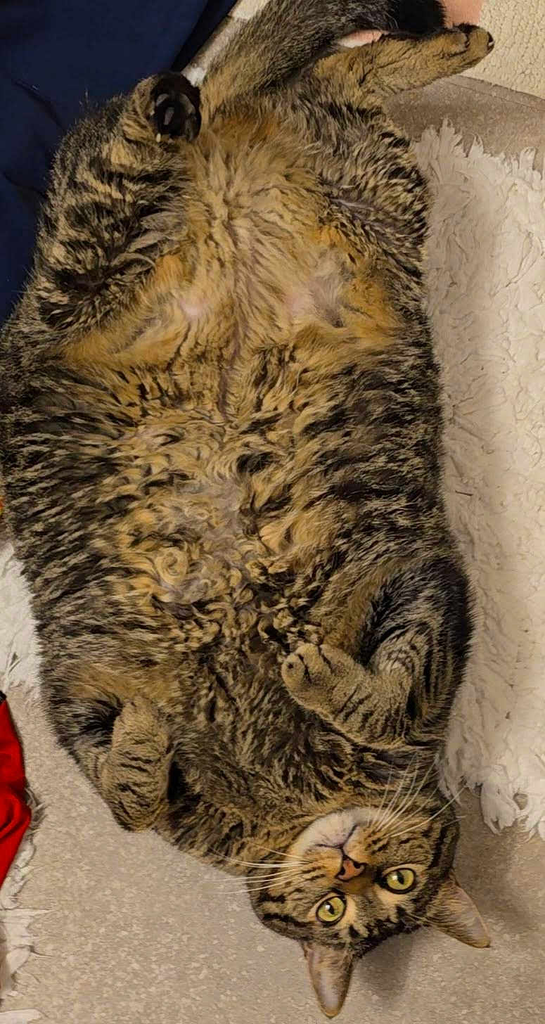 Marley joined the competition — help win amazing prizes! cat, tabby, fluffy, lying_down, paws_curled, green_eyes, pet, indoor, cozy, curious, relaxed, fur, whiskers, animal, mammal, cute, house_pet, sleepy, resting, close_up