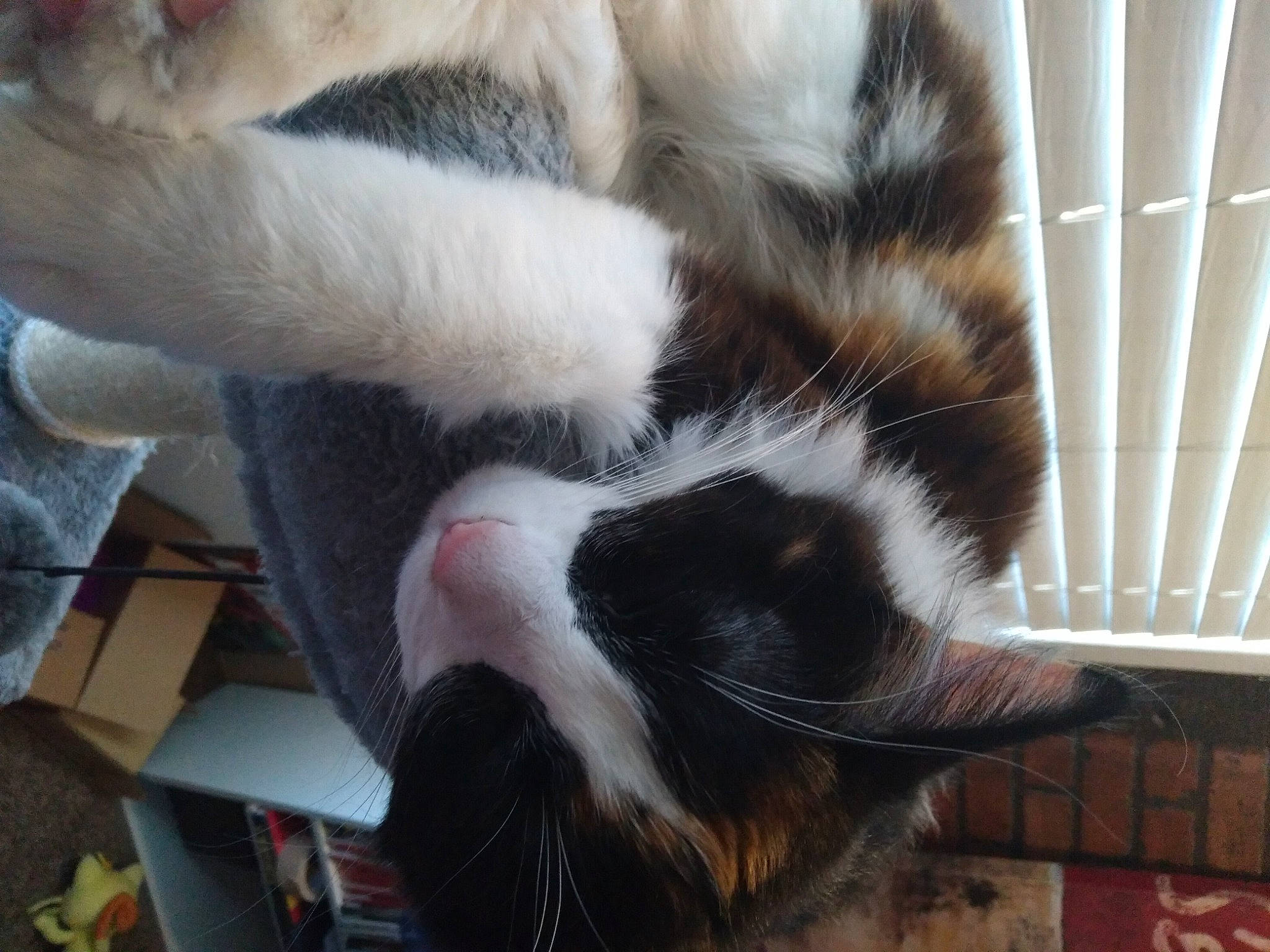 Tifa is registered to the contest to win money with this photo: carnivore, cat, cat_bed, cat_supply, claw, comfort, felidae, fur, natural_material, paw, shipping_box, small_to_medium_sized_cats, snout, tail, terrestrial_animal, whiskers, wildlife, window