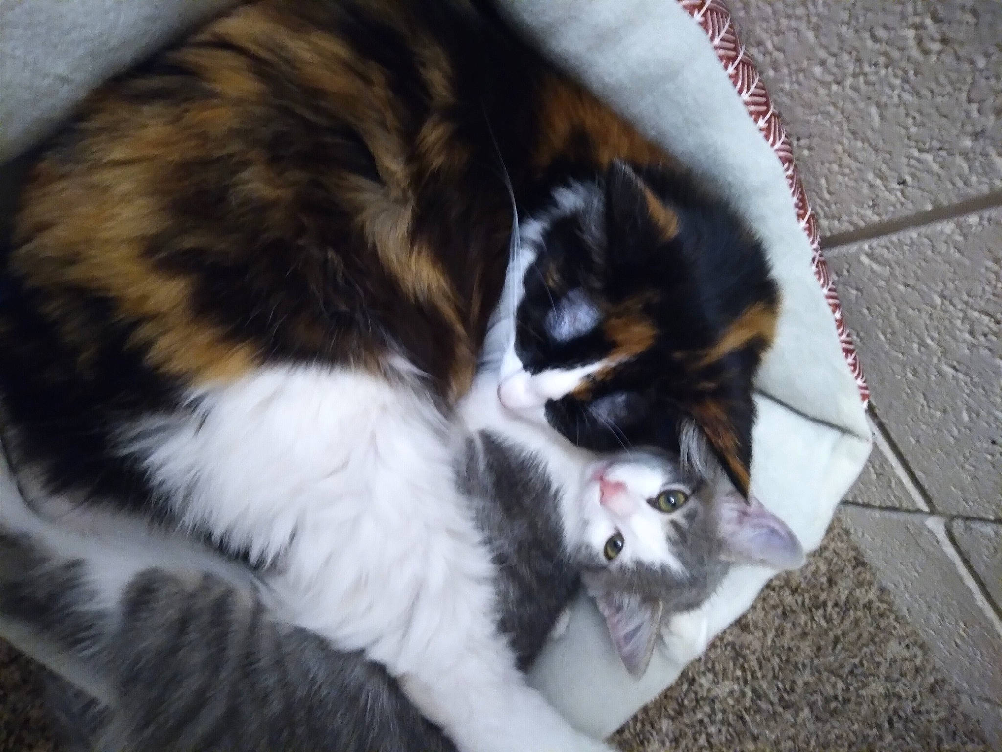 Tifa is registered to the contest to win money with this photo: carnivore, cat, claw, comfort, companion_dog, dog_breed, domestic_short_haired_cat, felidae, fur, grass, paw, small_to_medium_sized_cats, snout, sporting_group, tail, whiskers