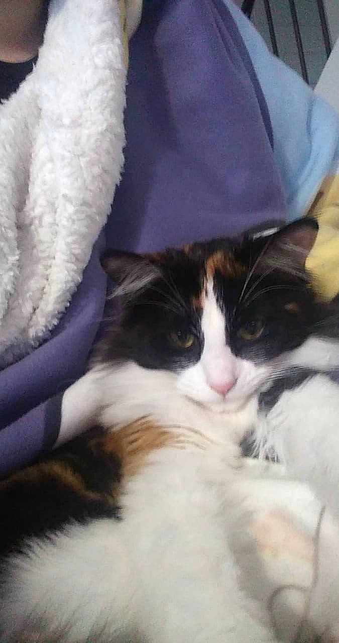 Tifa joined the competition — help win amazing prizes! carnivore, cat, comfort, domestic_short_haired_cat, felidae, fur, love, mammal, nap, paw, sleep, small_to_medium_sized_cats, snout, square, tail, textile, tree, vertebrate, whiskers