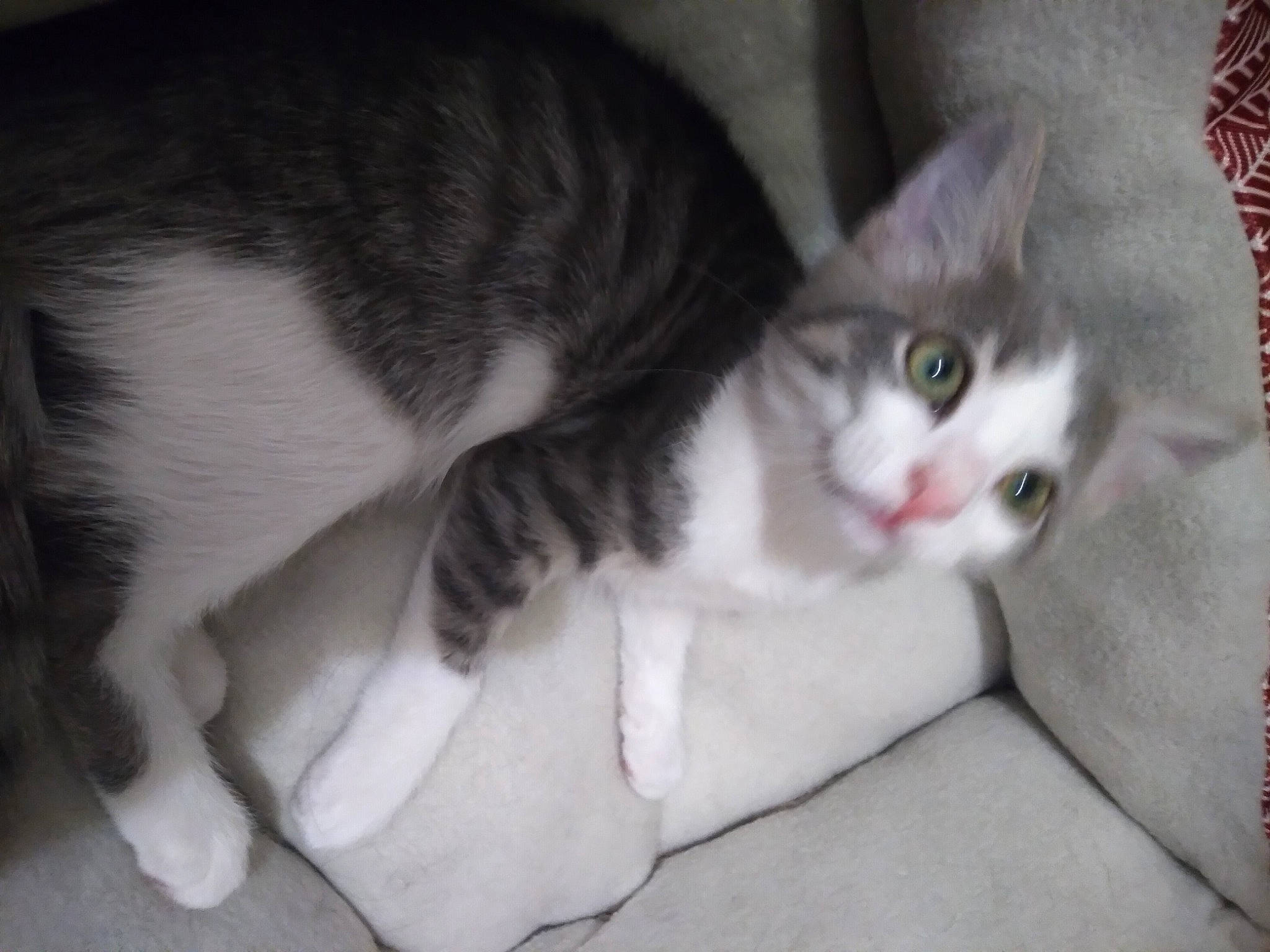 Muffin joined the competition — help win amazing prizes! box, carnivore, cat, comfort, domestic_short_haired_cat, ear, felidae, fur, grey, mammal, monochrome_photography, paw, small_to_medium_sized_cats, snout, tail, vertebrate, whiskers