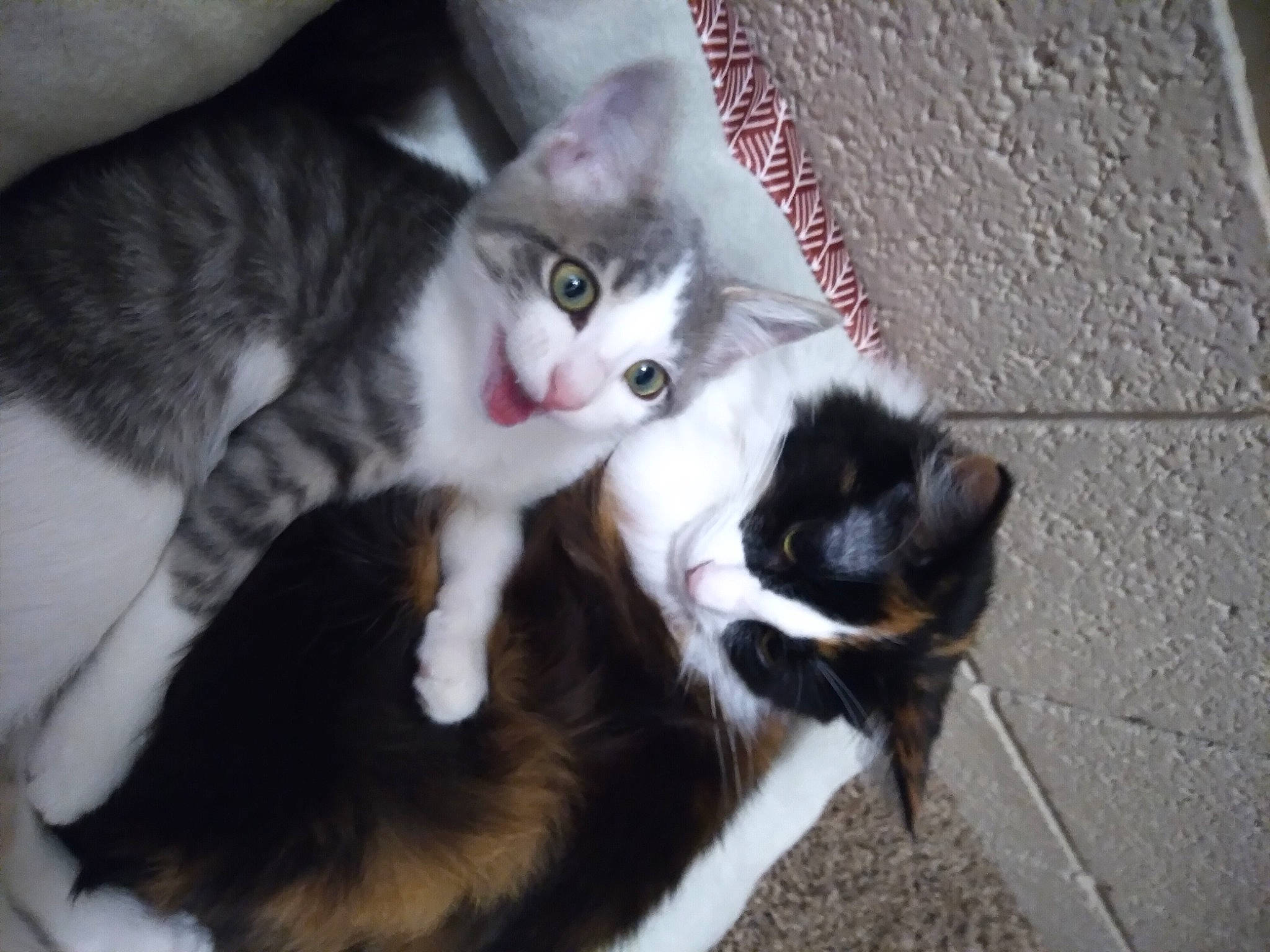 Muffin is registered to the contest to win money with this photo: carnivore, cat, claw, comfort, domestic_short_haired_cat, felidae, fur, paw, sitting, small_to_medium_sized_cats, tail, tree, whiskers