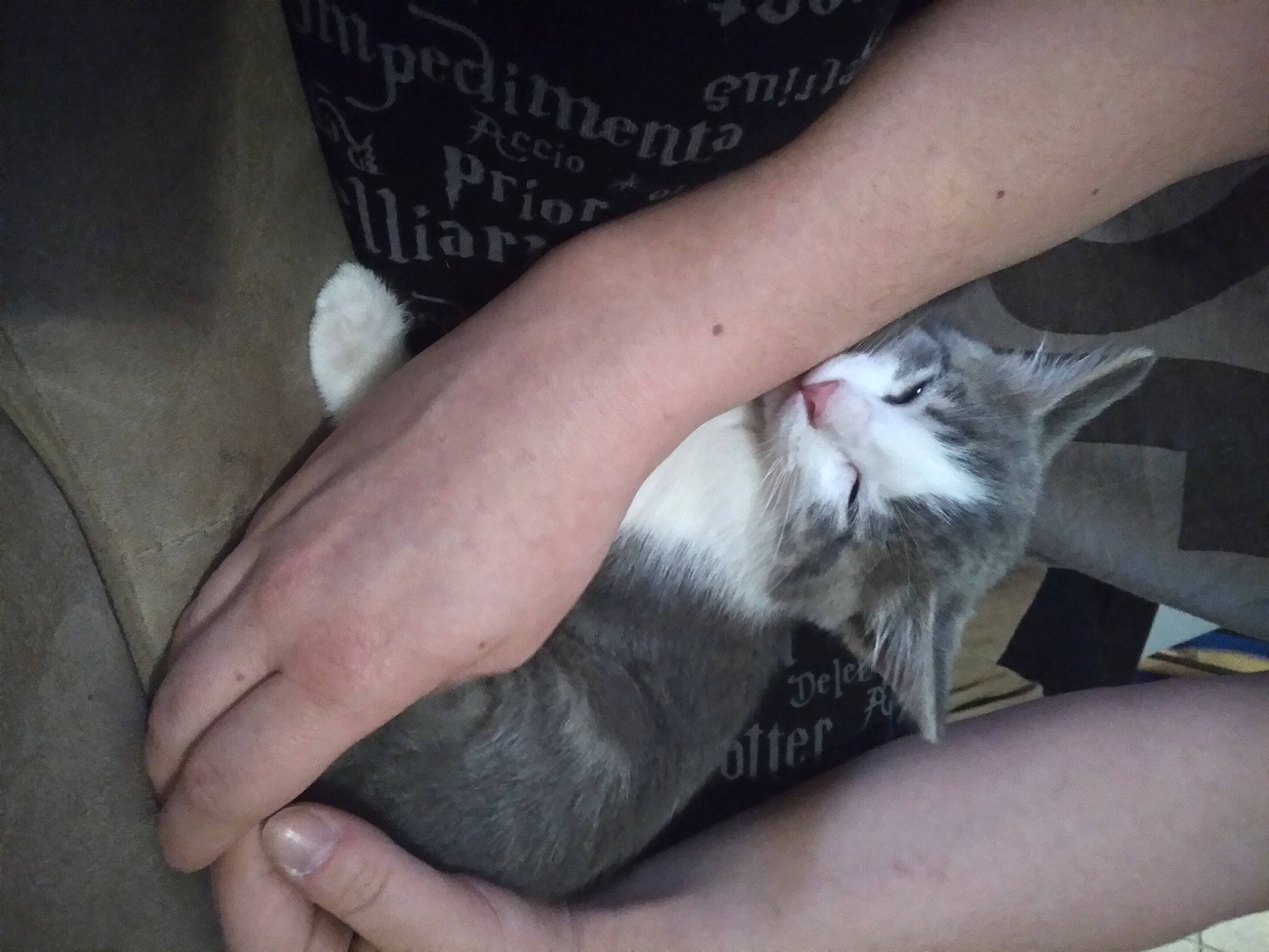 Muffin joined the competition — help win amazing prizes! canidae, carnivore, cat, claw, comfort, domestic_short_haired_cat, felidae, finger, foot, fur, gesture, hand, human_leg, lap, nail, paw, small_to_medium_sized_cats, tail, whiskers, wrist