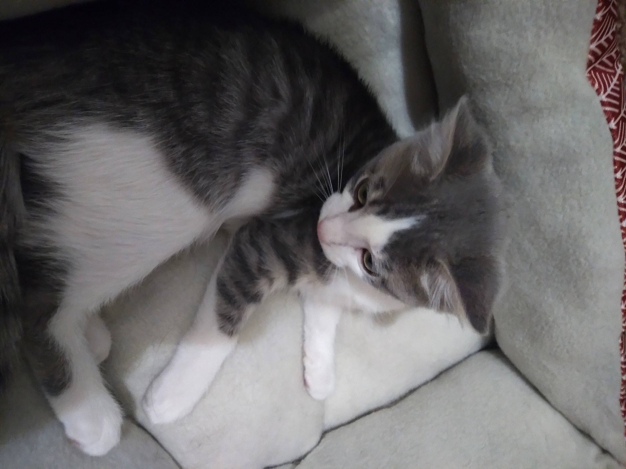 Muffin is registered to the contest to win money with this photo: canidae, carnivore, cat, claw, comfort, domestic_short_haired_cat, felidae, fur, grey, linens, monochrome, monochrome_photography, nap, paw, sleep, small_to_medium_sized_cats, snout, tail, whiskers